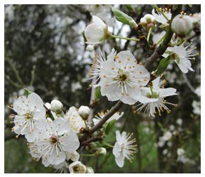Cherry Plum Flower