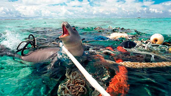 Foca embaraçada em lixo