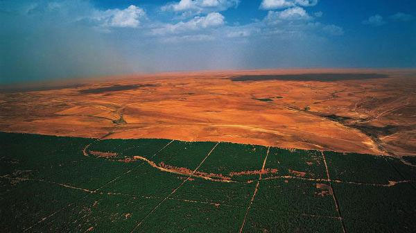 Patinando em gelo fino, Muralha verde na África para conter o deserto do Saara de ponta a ponta.
