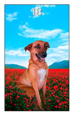 18. O Cão Leonardo Chioda