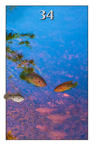 34. Os Peixes Carolina Oltra