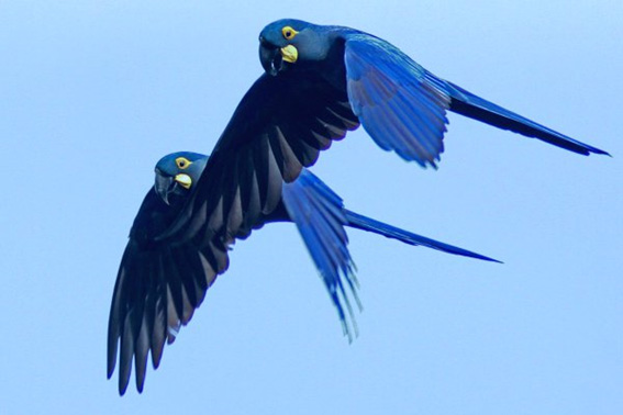 Arara azul ameaçada pelos incêndios no Pantanal Do site Agência de Notícias Direitos Animais