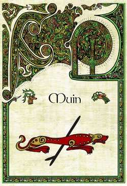 Ogam muin.