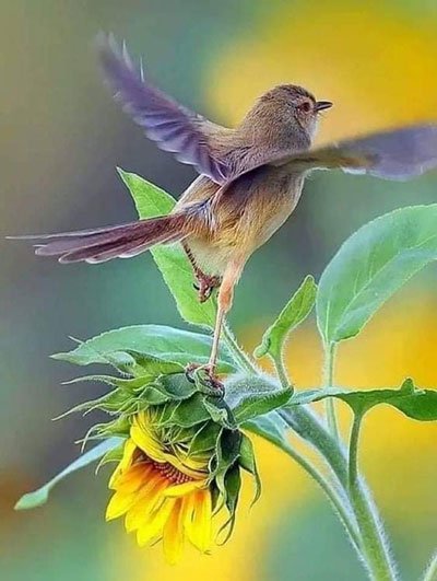 Pássaro com asas abertas entre folhas e flores.